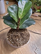 Green vein potted for sale  Americus