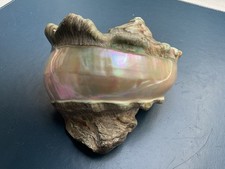 Perlmuttschnecke turbo marmora gebraucht kaufen  München