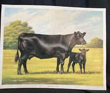 Black american angus for sale  Allentown