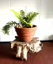 Heavy tree stump for sale  NEWTON-LE-WILLOWS