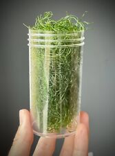 Chaetomorpha refugium macroalg for sale  HITCHIN