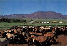 Postkarte mongolei post gebraucht kaufen  Wöllstein