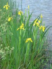 Plantes marais bassins d'occasion  Ardres