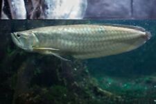 Live tropical fish for sale  Los Angeles