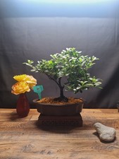 Pink flowering azalea for sale  PETERBOROUGH