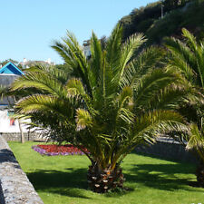 date palm tree for sale date palm tree for sale PETERBOROUGH