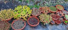 Assorted sedum ground for sale  BIRMINGHAM