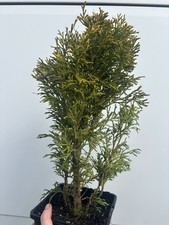 Thuja plicata copper for sale  WIGTON