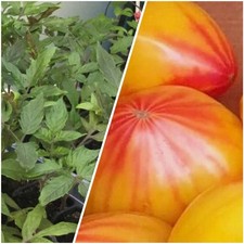 Jungpflanzen chsenherz anacoeu gebraucht kaufen  Rülzheim
