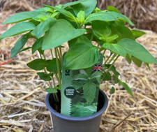 Basil sweet aromatic for sale  WORKSOP
