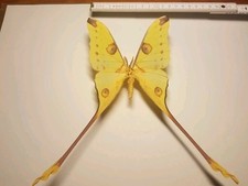 Argema mittrei männchen gebraucht kaufen  Halle
