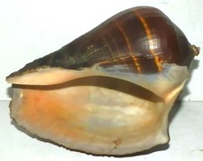 Pacific crown conch for sale  Goleta