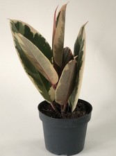 Ficus tineke variegated for sale Ficus tineke variegated for sale  LONDON