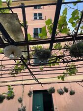 Pianta dell aria usato  Acqui Terme