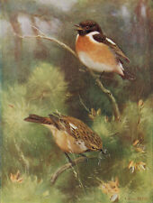 Stonechat vintage bird for sale  DEREHAM
