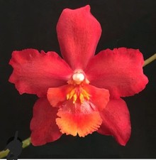 Wilsonara red star for sale  Riverview