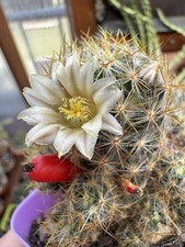 Mammillaria prolifera fam. usato  Padova