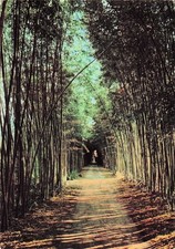 Anduze bamboo giants d'occasion  Expédié en Belgium