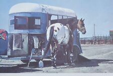 Richard mclean horse for sale  San Diego