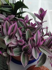 Tradescantia nanouk pink for sale  PETERLEE