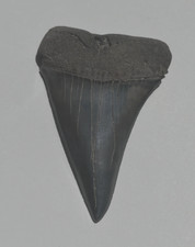 Mako shark tooth for sale  Bluffton