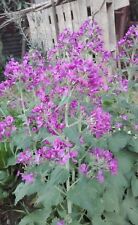 Lunaria annua moneta usato  Tivoli