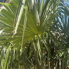 Well established palm for sale  CARDIFF