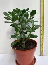 Money tree jade for sale  WELLING