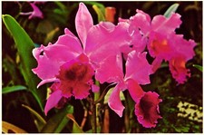 Orchids hawaii postcard for sale  Pelham