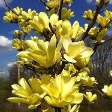 Magnolia brookynensis yellow usato  Valmacca
