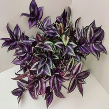 Tradescantia violet hill gebraucht kaufen  Parey
