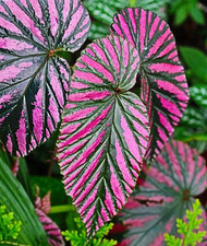 Begonia brevirimosa exotica for sale  Hudson