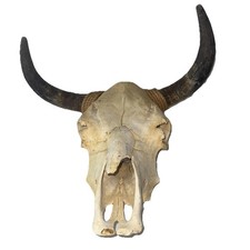 Genuine cow steer for sale  Westland