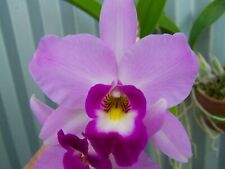 Laelia anceps marblehall for sale  USA