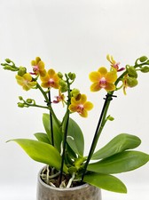 Fragrant orchid phalaenopsis for sale  LONDON