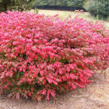 Euonymus alatus compactus d'occasion  Pouzauges