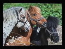 shetty ponykutschen gebraucht kaufen shetty ponykutschen gebraucht kaufen Limburg a. d. Lahn