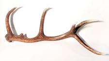 Abwurfstange geweihstange hirs gebraucht kaufen  Golßen