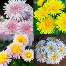 10000 perennial pink for sale  Denver