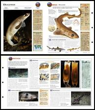 Dogfish fish wildlife for sale  SLEAFORD