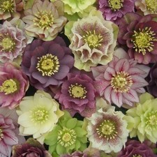 Helleborus double queen for sale  MARCH