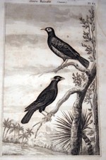 Birds buffoon engraving d'occasion  Expédié en Belgium