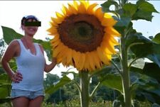 Riesen sonnenblume exot gebraucht kaufen  Kaiserslautern