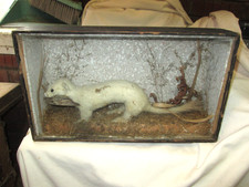 Stoat taxidermy species for sale  ST. HELENS