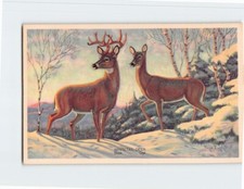 Cartão postal Buck & Doe Whitetail Deer comprar usado  Enviando para Brazil