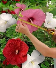 Hibiscus moscheutos ibisco usato  Torino