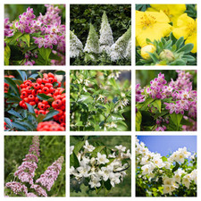 Shrubs attractive butterflies for sale  OLDHAM