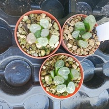 Haworthia maughanii truncata usato  Porto Cesareo