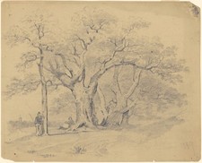 Old oak trees for sale  USA