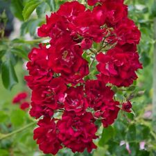 Rambling rose rambling for sale  HAVERFORDWEST